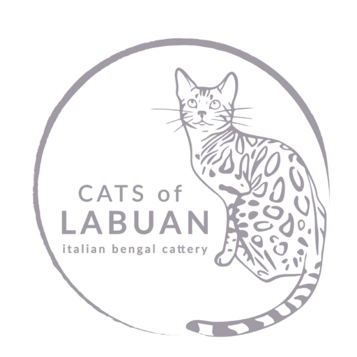 Cats of labuan